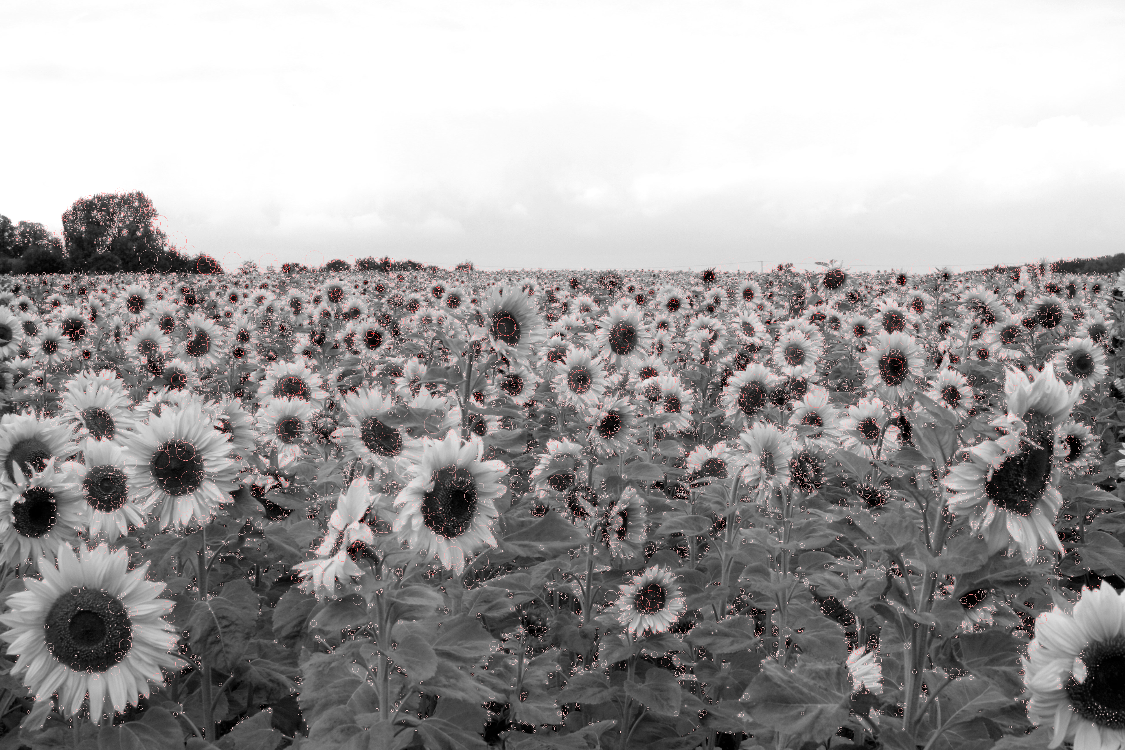 17180 detected blobs in an image showing sunflowers